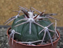 Echinocactus horizonthalonius Corazon del Monte pot 6,5 cm - 12413632