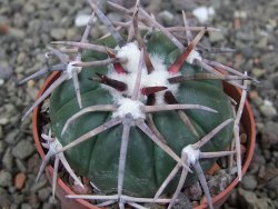Echinocactus horizonthalonius Corazon del Monte pot 6,5 cm - 12413633