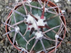 Echinocactus horizonthalonius Corazon del Monte pot 6,5 cm - 12413634