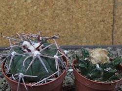 Echinocactus horizonthalonius Corazon del Monte pot 6,5 cm - 12413635