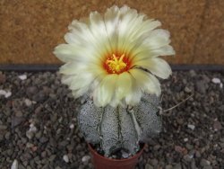 Astrophytum niveum pot 5,5 cm