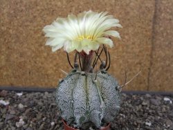 Astrophytum niveum pot 5,5 cm - 12413637