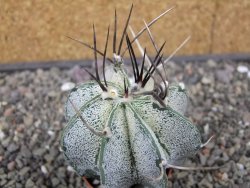 Astrophytum niveum pot 5,5 cm - 12413638