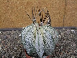 Astrophytum niveum pot 5,5 cm - 12413639