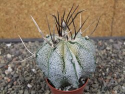Astrophytum niveum pot 5,5 cm - 12413640