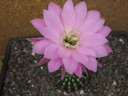 Echinopsis hybrid pot 5,5 cm - 12413645