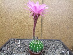 Echinopsis hybrid pot 5,5 cm - 12413646