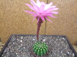 Echinopsis hybrid pot 5,5 cm - 12413647
