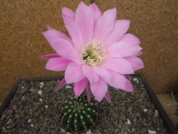 Echinopsis hybrid pot 5,5 cm - 12413648