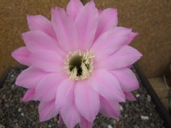 Echinopsis hybrid pot 5,5 cm - 12413649