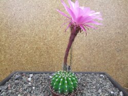 Echinopsis hybrid pot 5,5 cm - 12413650