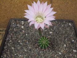 Echinopsis hybrid pot 5,5 cm - 12413651
