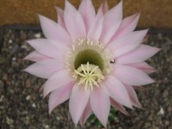 Echinopsis hybrid pot 5,5 cm - 12413653