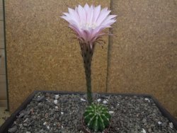 Echinopsis hybrid pot 5,5 cm - 12413654
