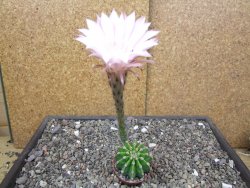 Echinopsis hybrid pot 5,5 cm - 12413655