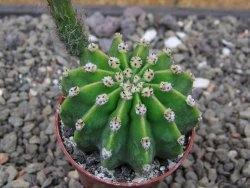 Echinopsis hybrid pot 5,5 cm - 12413656