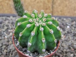 Echinopsis hybrid pot 5,5 cm - 12413657