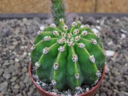 Echinopsis hybrid pot 5,5 cm - 12413658
