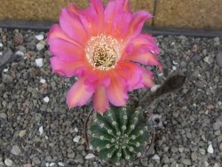 Echinopsis hybrid květináč 7 cm - 12413659