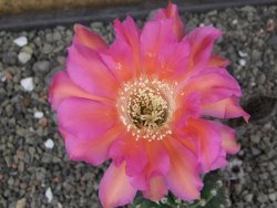 Echinopsis hybrid květináč 7 cm - 12413661