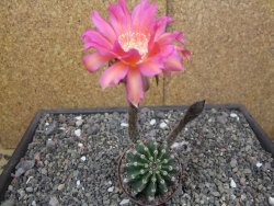 Echinopsis hybrid květináč 7 cm - 12413662