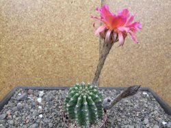 Echinopsis hybrid květináč 7 cm - 12413663