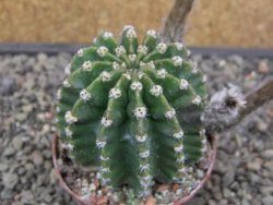 Echinopsis hybrid květináč 7 cm - 12413664