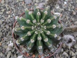 Echinopsis hybrid květináč 7 cm - 12413665