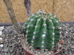 Echinopsis hybrid květináč 7 cm - 12413666