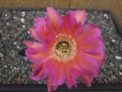Echinopsis hybrid květináč 7 cm - 12413667