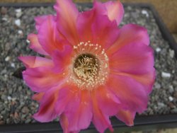 Echinopsis hybrid květináč 7 cm - 12413668