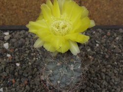 Acanthocalycium glaucum pot 5,5 cm