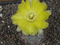 Acanthocalycium glaucum pot 5,5 cm - 12413670
