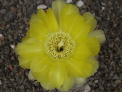 Acanthocalycium glaucum pot 5,5 cm - 12413671