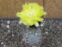 Acanthocalycium glaucum pot 5,5 cm - 12413672