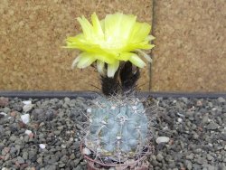Acanthocalycium glaucum pot 5,5 cm - 12413673