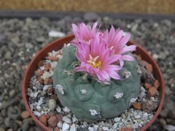 Lophophora fricii květináč 6,5 cm - 12413674