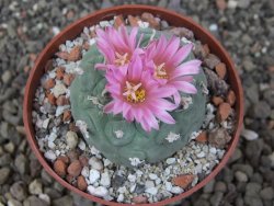 Lophophora fricii květináč 6,5 cm - 12413675
