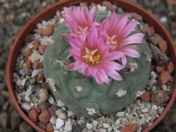 Lophophora fricii květináč 6,5 cm - 12413676