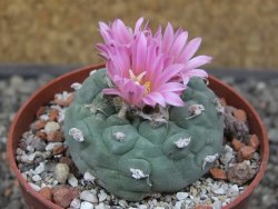Lophophora fricii květináč 6,5 cm - 12413677