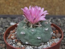 Lophophora fricii květináč 6,5 cm