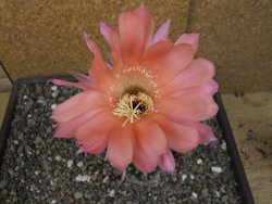 Echinopsis hybrid květináč 7 cm - 12413680