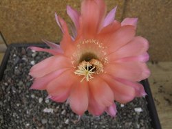 Echinopsis hybrid květináč 7 cm - 12413681