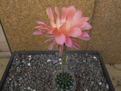Echinopsis hybrid květináč 7 cm - 12413683