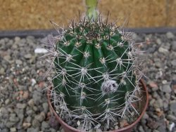 Echinopsis hybrid květináč 7 cm - 12413684