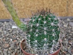 Echinopsis hybrid květináč 7 cm - 12413685