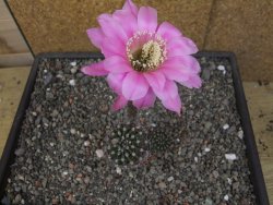 Echinopsis hybrid květináč 5,5 cm - 12413686