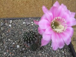 Echinopsis hybrid květináč 5,5 cm - 12413688
