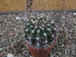 Echinopsis hybrid květináč 5,5 cm - 12413692