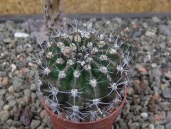 Echinopsis hybrid květináč 5,5 cm - 12413693